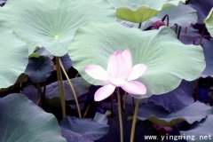 岳麓區(qū)定制網站建設好在哪